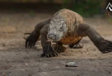 8 Fascinating Animals That Reproduce Without Mating