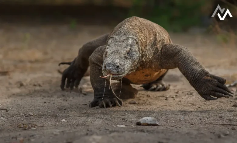 8 Fascinating Animals That Reproduce Without Mating