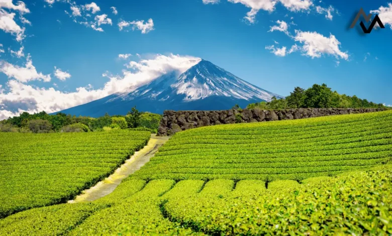 Unlocking Success: 8 Key Benefits of Nature Breaks for Academic Excellence